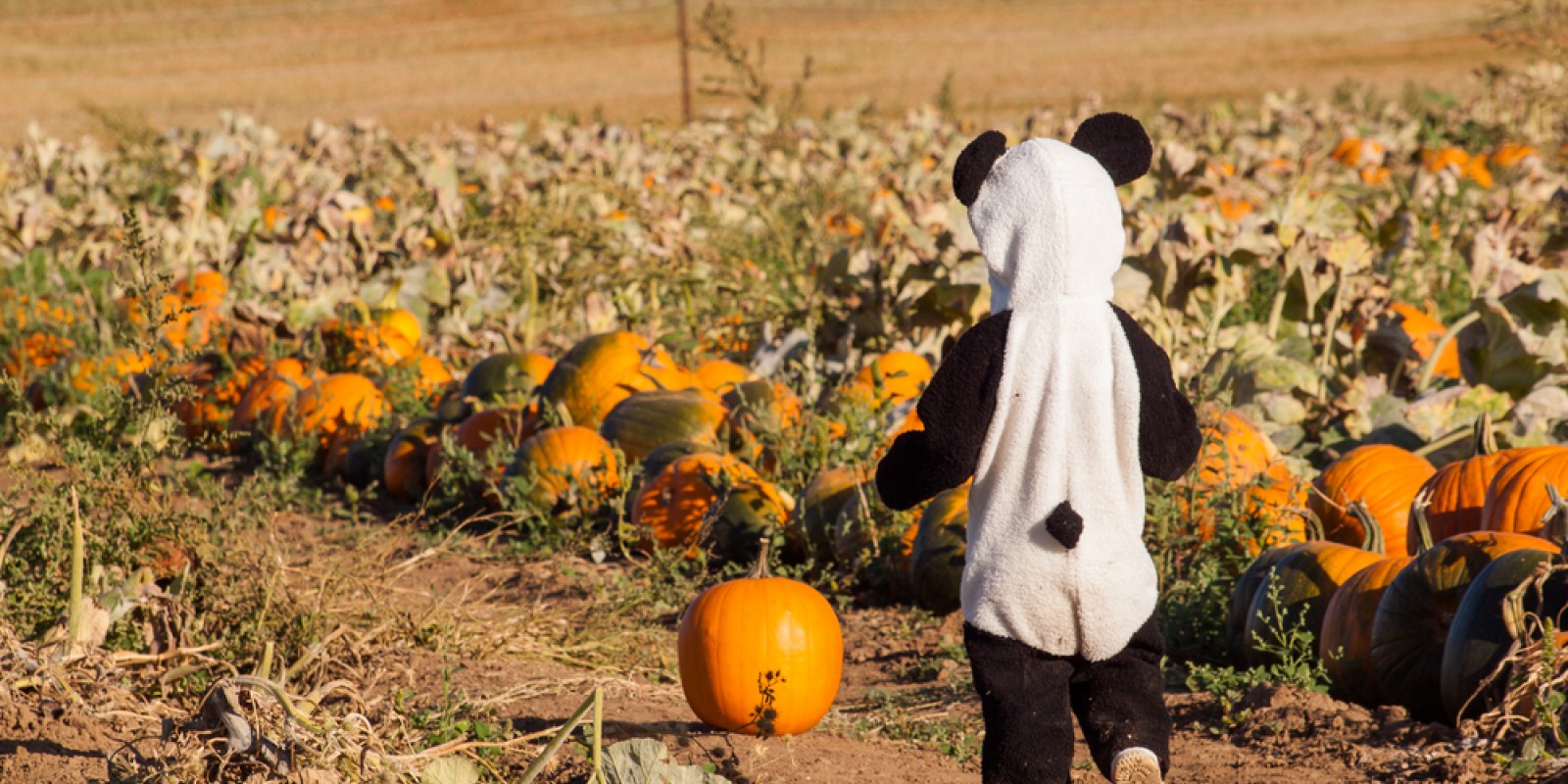 pumpkin patch southern california 2020